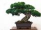 Bonsai 46 0 Bonsai 2